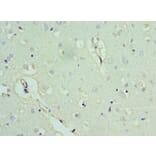 Immunohistochemistry - ACTL6B Polyclonal Antibody from Signalway Antibody (42057) - Antibodies.com