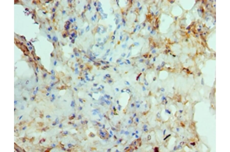 Immunohistochemistry - RAD51D Polyclonal Antibody from Signalway Antibody (42306) - Antibodies.com