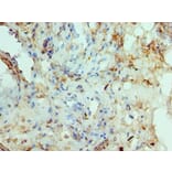 Immunohistochemistry - RAD51D Polyclonal Antibody from Signalway Antibody (42306) - Antibodies.com