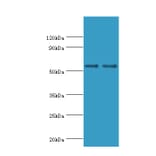 SLC2A1 Polyclonal Antibody from Signalway Antibody (42323) - Antibodies.com