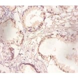 Immunohistochemistry - Poly (A)-specific ribonuclease PARN Polyclonal Antibody from Signalway Antibody (42286)