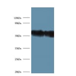 Ribosomal protein S6 kinase beta-2 Polyclonal Antibody from Signalway Antibody (42378) - Antibodies.com