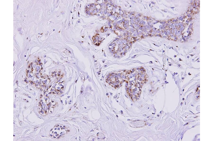 Immunohistochemistry - mitochondrial carrier protein MGC4399 antibody from Signalway Antibody - Antibodies.com