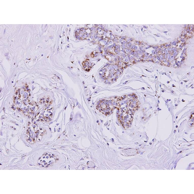 Immunohistochemistry - mitochondrial carrier protein MGC4399 antibody from Signalway Antibody - Antibodies.com