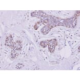 Immunohistochemistry - mitochondrial carrier protein MGC4399 antibody from Signalway Antibody - Antibodies.com