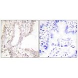 Immunohistochemistry - Prostate Apoptosis Response Protein-4 Antibody from Signalway Antibody - Antibodies.com