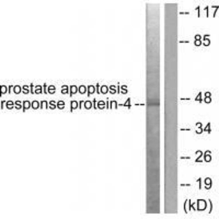 Western blot - Prostate Apoptosis Response Protein-4 Antibody from Signalway Antibody (33475) - Antibodies.com
