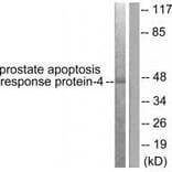 Western blot - Prostate Apoptosis Response Protein-4 Antibody from Signalway Antibody (33475) - Antibodies.com