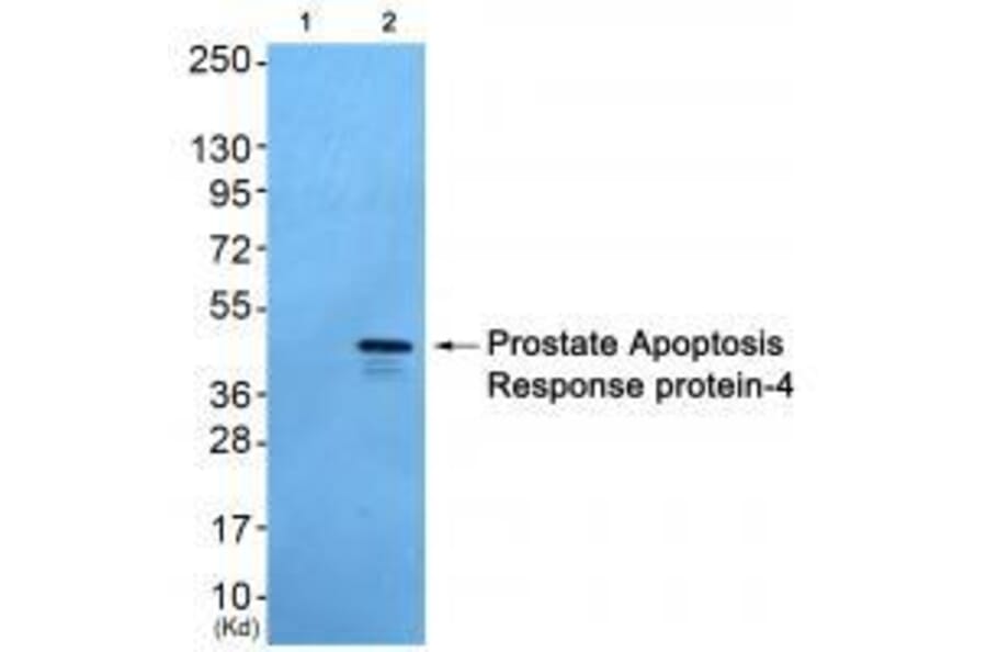 Western blot - Prostate Apoptosis Response Protein-4 Antibody from Signalway Antibody (33475) - Antibodies.com