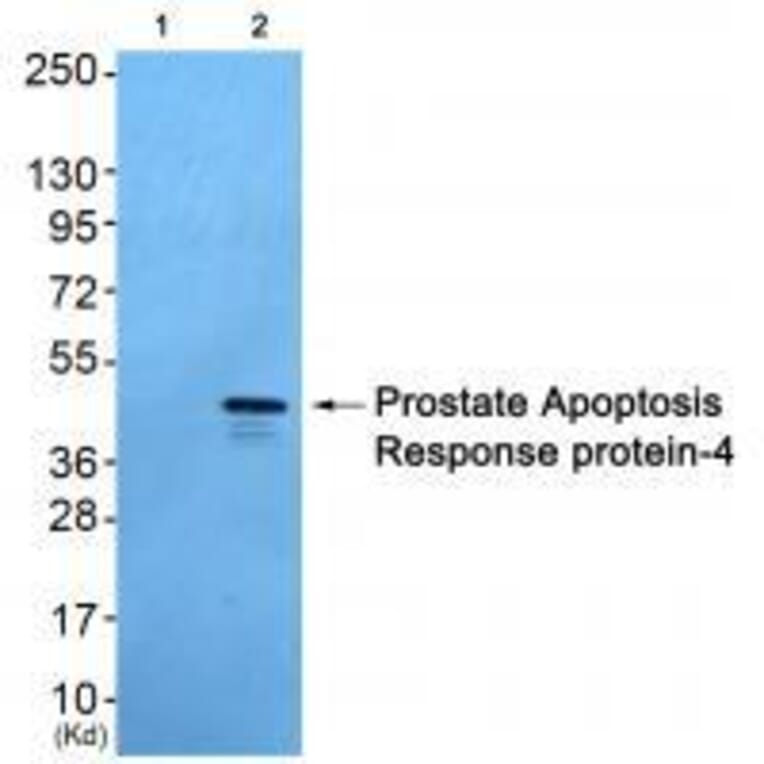 Western blot - Prostate Apoptosis Response Protein-4 Antibody from Signalway Antibody (33475) - Antibodies.com