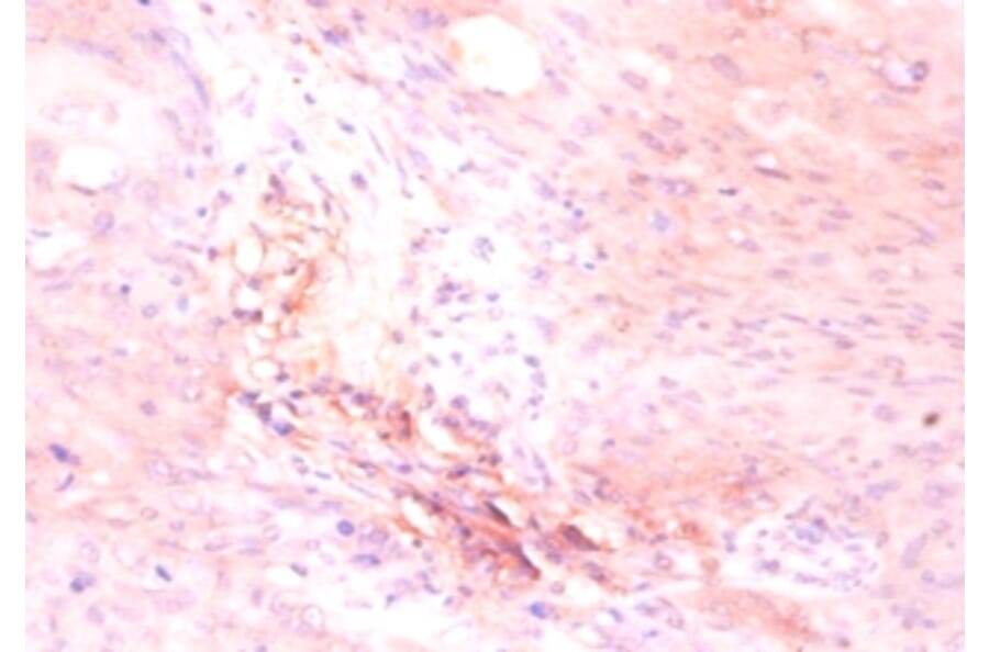 Immunohistochemistry - ATP synthase subunit delta Polyclonal Antibody from Signalway Antibody - Antibodies.com
