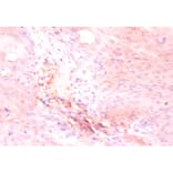 Immunohistochemistry - ATP synthase subunit delta Polyclonal Antibody from Signalway Antibody - Antibodies.com