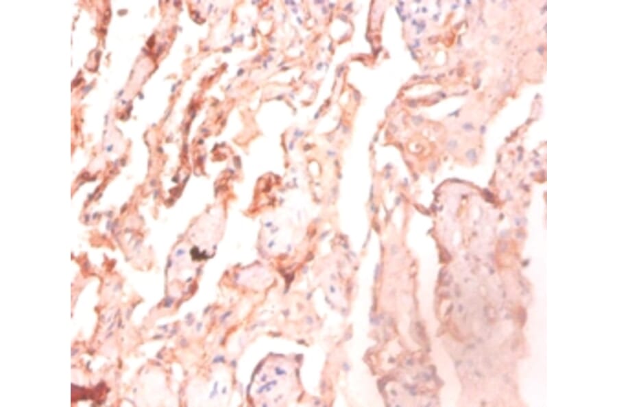 Immunohistochemistry - ATP synthase subunit delta Polyclonal Antibody from Signalway Antibody - Antibodies.com