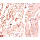 Immunohistochemistry - ATP synthase subunit delta Polyclonal Antibody from Signalway Antibody - Antibodies.com