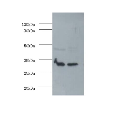 Fibroblast growth factor 2 Polyclonal Antibody from Signalway Antibody (42563) - Antibodies.com