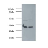 Fibroblast growth factor 2 Polyclonal Antibody from Signalway Antibody (42563) - Antibodies.com