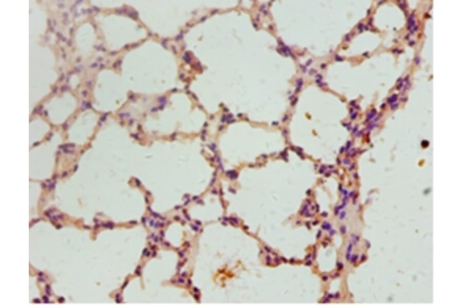 Immunohistochemistry - Fibroblast growth factor 2 Polyclonal Antibody from Signalway Antibody - Antibodies.com