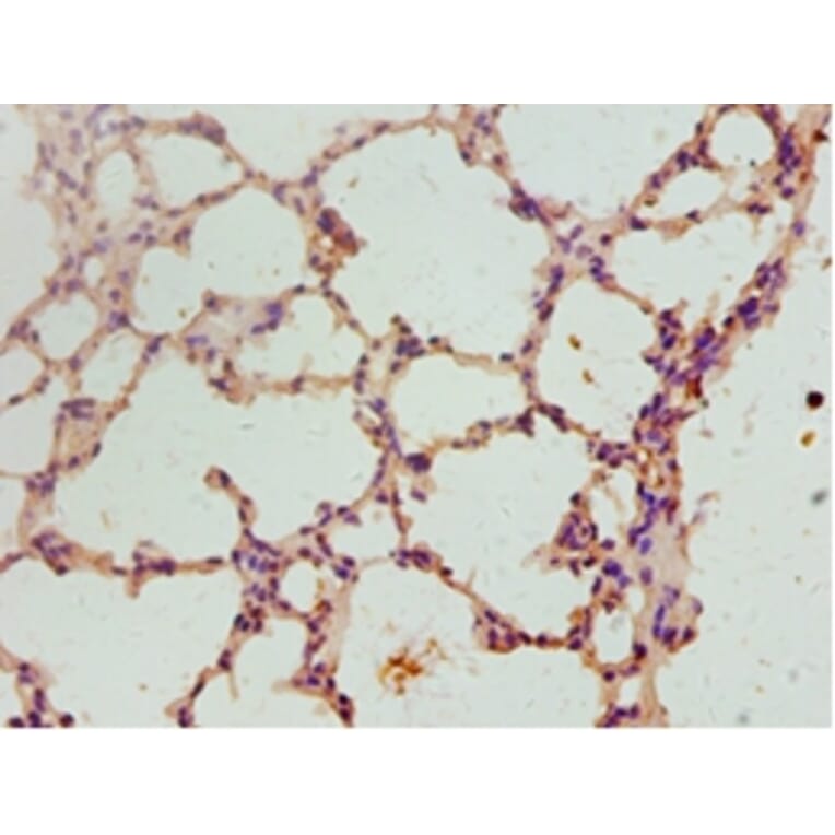 Immunohistochemistry - Fibroblast growth factor 2 Polyclonal Antibody from Signalway Antibody - Antibodies.com