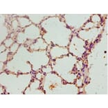 Immunohistochemistry - Fibroblast growth factor 2 Polyclonal Antibody from Signalway Antibody - Antibodies.com