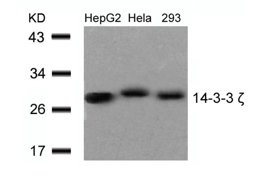 Western blot - 14-3-3z (Ab-58) Antibody from Signalway Antibody (21188) - Antibodies.com