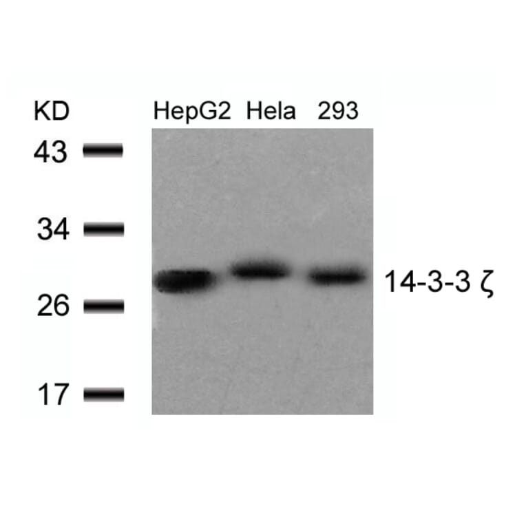 Western blot - 14-3-3z (Ab-58) Antibody from Signalway Antibody (21188) - Antibodies.com