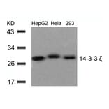 Western blot - 14-3-3z (Ab-58) Antibody from Signalway Antibody (21188) - Antibodies.com