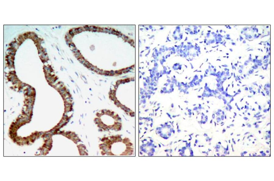 Immunohistochemistry - 14-3-3z (Ab-58) Antibody from Signalway Antibody (21188) - Antibodies.com