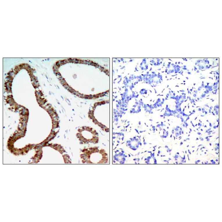 Immunohistochemistry - 14-3-3z (Ab-58) Antibody from Signalway Antibody (21188) - Antibodies.com