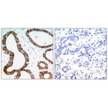 Immunohistochemistry - 14-3-3z (Ab-58) Antibody from Signalway Antibody (21188) - Antibodies.com