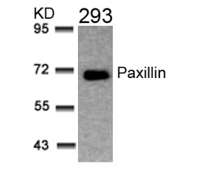 Western blot - Paxillin (Ab-31) Antibody from Signalway Antibody (21199) - Antibodies.com