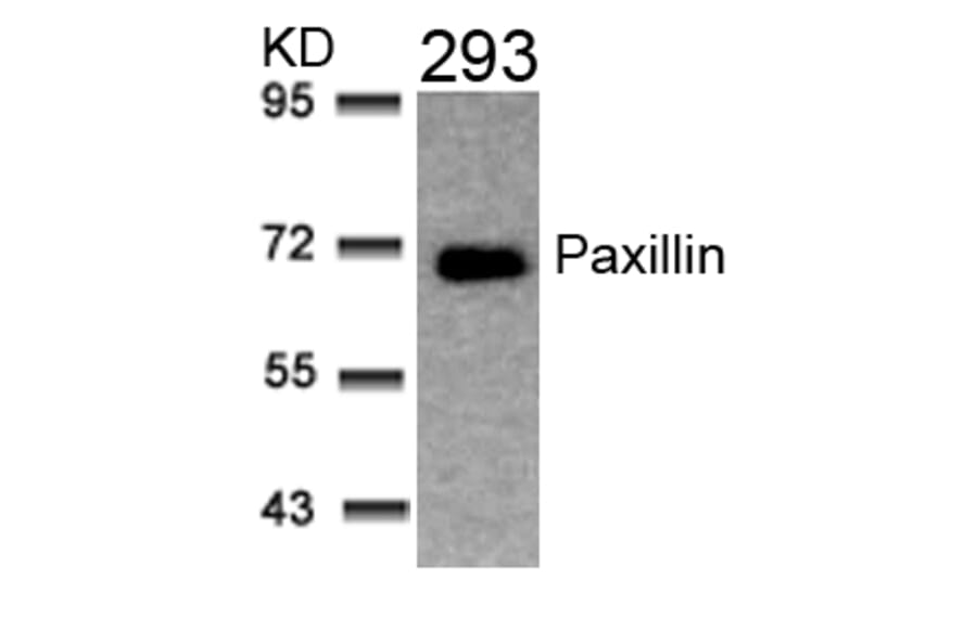Western blot - Paxillin (Ab-31) Antibody from Signalway Antibody (21199) - Antibodies.com