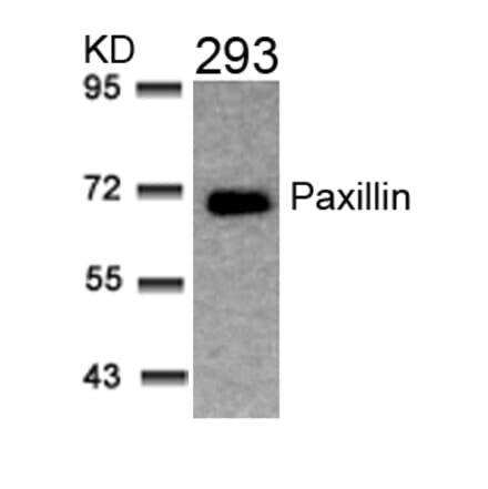 Western blot - Paxillin (Ab-31) Antibody from Signalway Antibody (21199) - Antibodies.com