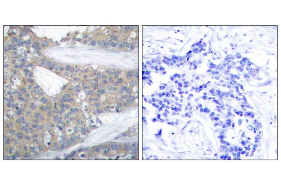 Immunohistochemistry - Paxillin (Ab-31) Antibody from Signalway Antibody (21199) - Antibodies.com