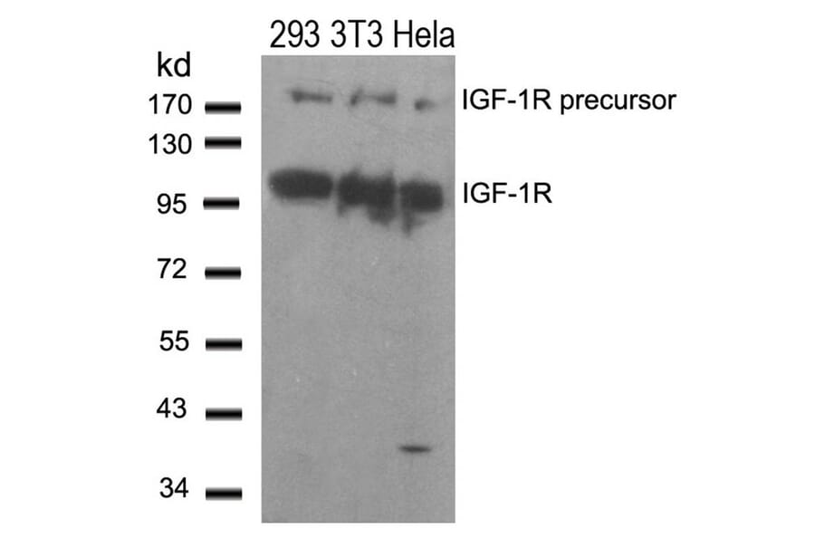 Western blot - IGF-1R (Ab-1280) Antibody from Signalway Antibody (21302) - Antibodies.com