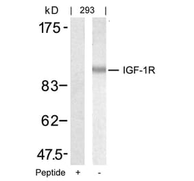 Western blot - IGF-1R (Ab-1346) Antibody from Signalway Antibody (21303) - Antibodies.com
