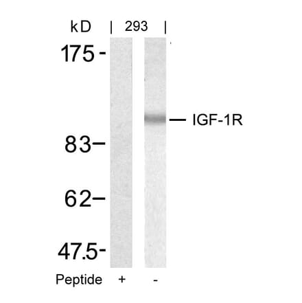 Western blot - IGF-1R (Ab-1346) Antibody from Signalway Antibody (21303) - Antibodies.com