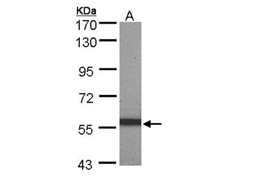pan-Cytokeratin antibody from Signalway Antibody (23032) - Antibodies.com