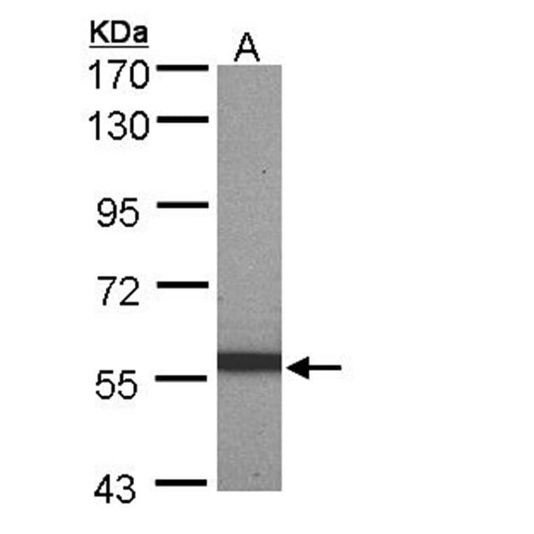 pan-Cytokeratin antibody from Signalway Antibody (23032) - Antibodies.com