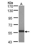 pan-Cytokeratin antibody from Signalway Antibody (23032) - Antibodies.com