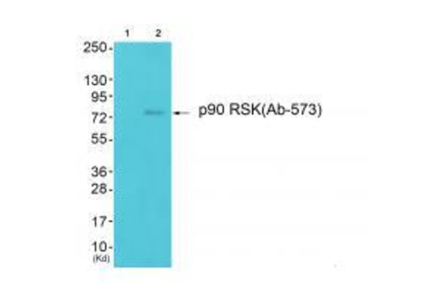 Western blot - p90 RSK (Ab-573) Antibody from Signalway Antibody (33139) - Antibodies.com