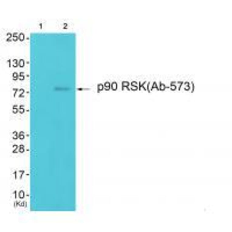 Western blot - p90 RSK (Ab-573) Antibody from Signalway Antibody (33139) - Antibodies.com