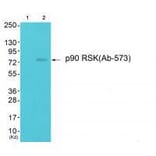 Western blot - p90 RSK (Ab-573) Antibody from Signalway Antibody (33139) - Antibodies.com