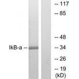 Western blot - IκB-α (Ab-32/36) Antibody from Signalway Antibody (33192) - Antibodies.com