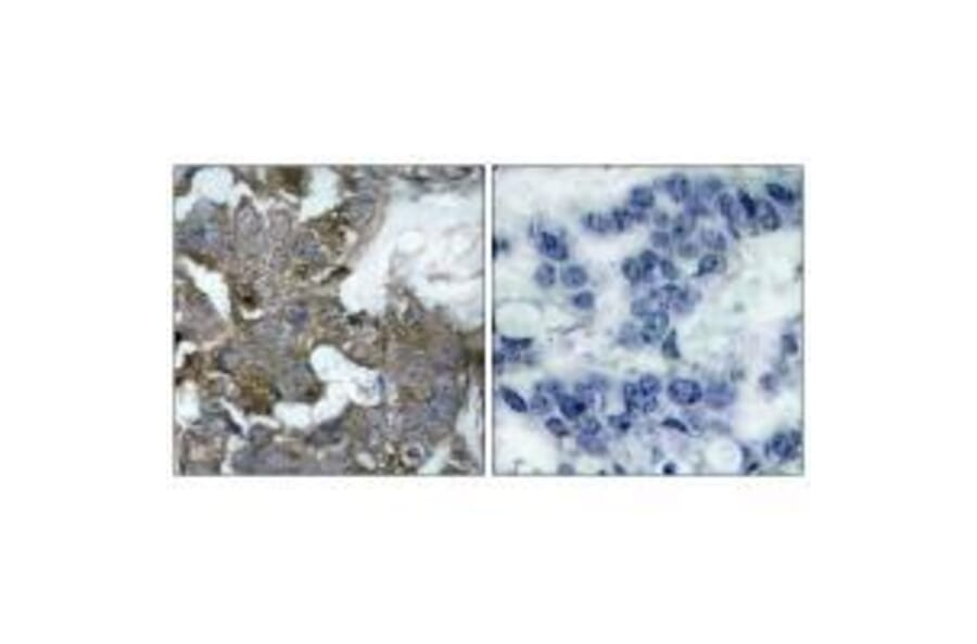 Immunohistochemistry - IκB-α (Ab-32/36) Antibody from Signalway Antibody (33192) - Antibodies.com