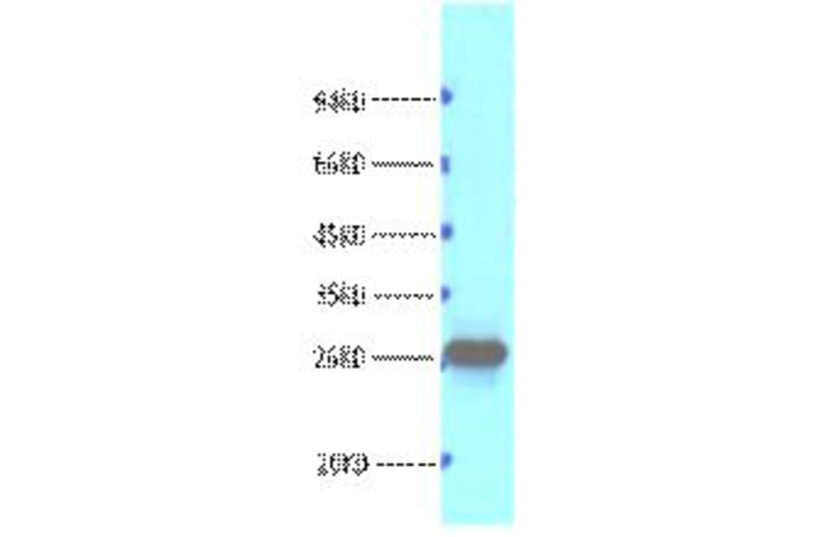 Western blot - Bcl-2 Monoclonal Antibody from Signalway Antibody (40415) - Antibodies.com