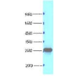 Western blot - Bcl-2 Monoclonal Antibody from Signalway Antibody (40415) - Antibodies.com
