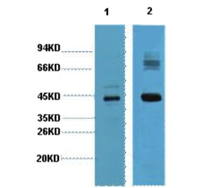 Western blot - AMACR Monoclonal Antibody from Signalway Antibody (40421) - Antibodies.com