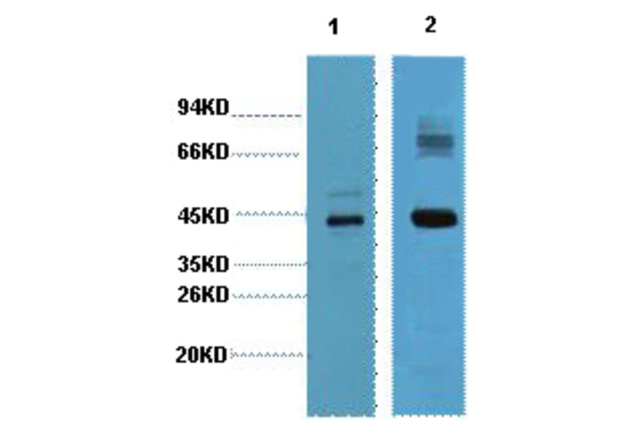 Western blot - AMACR Monoclonal Antibody from Signalway Antibody (40421) - Antibodies.com