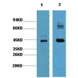 Western blot - AMACR Monoclonal Antibody from Signalway Antibody (40421) - Antibodies.com