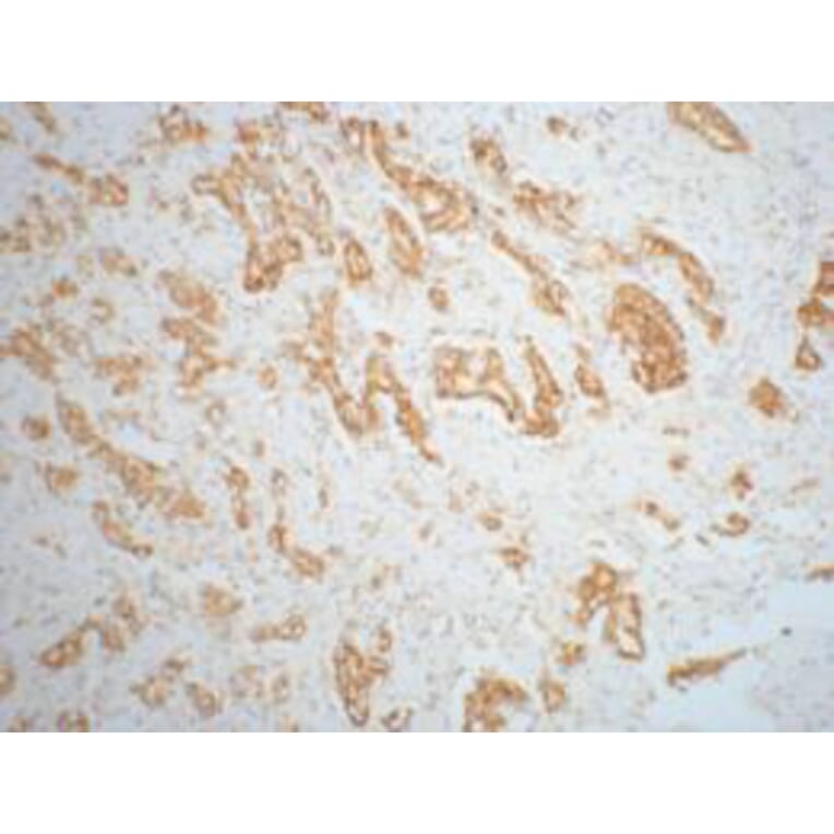 AMACR Monoclonal Antibody from Signalway Antibody (40421) - Antibodies.com